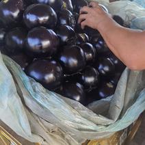 河北衡水饶阳产地精品大棚紫光圆茄直供，支持质量有保证