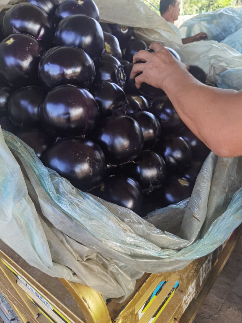 河北衡水饶阳产地精品大棚紫光圆茄直供，支持代发质量有保证