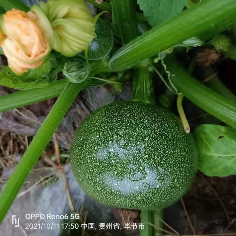 圆小瓜有货