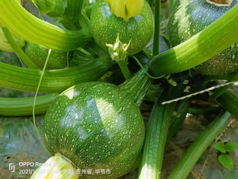 圆小瓜有货