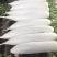 贵州白萝卜