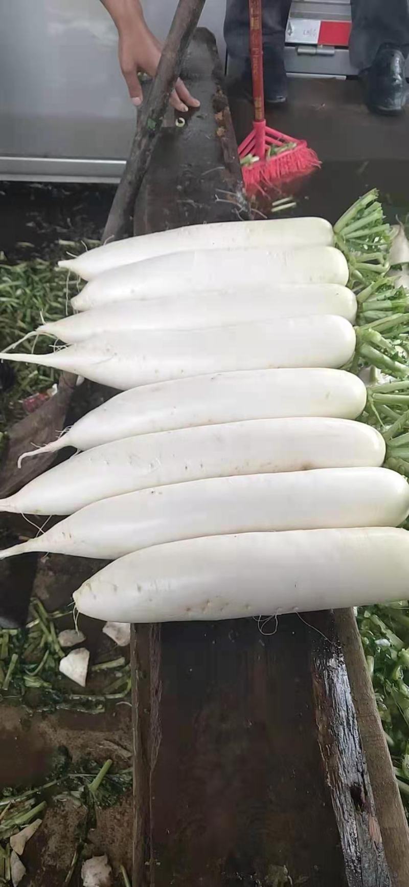 贵州白萝卜