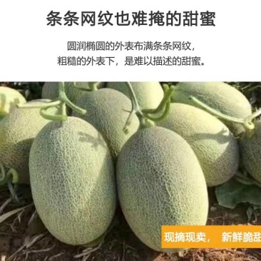 【热销】海南哈密瓜25号晓蜜，供应批发市场社区团购等等