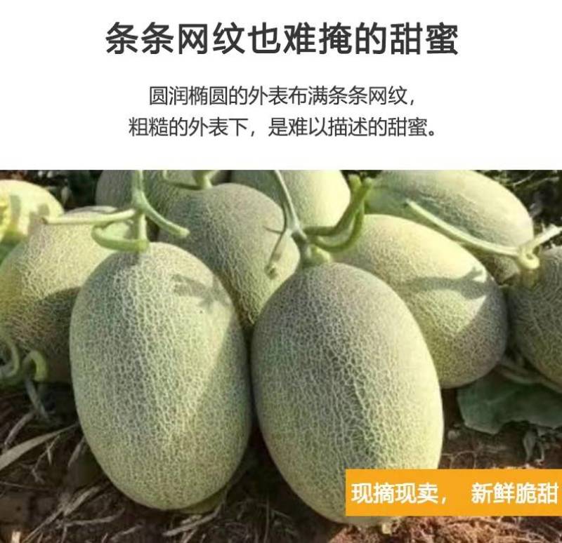 【热销】海南哈密瓜25号晓蜜，供应批发市场社区团购等等