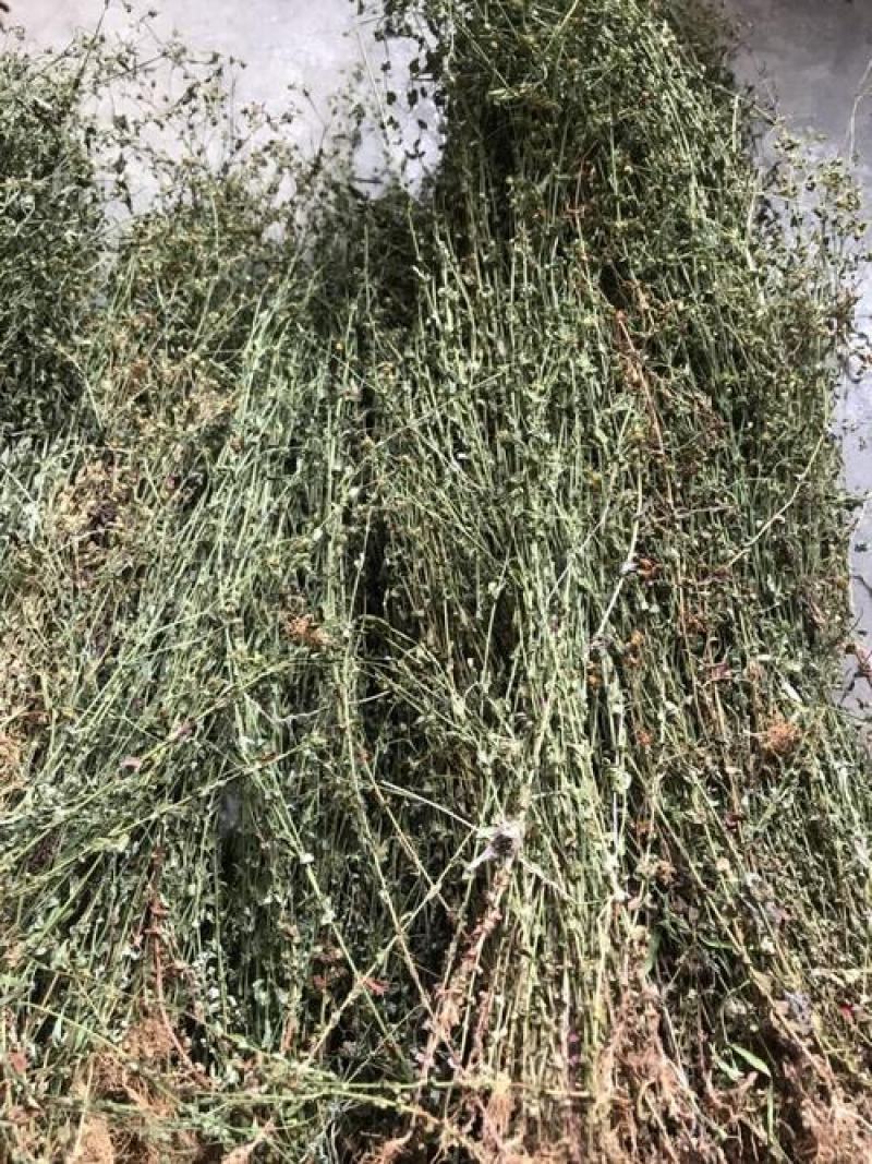田基草，正品野生田基黄片质量保证，经营各种中药材！