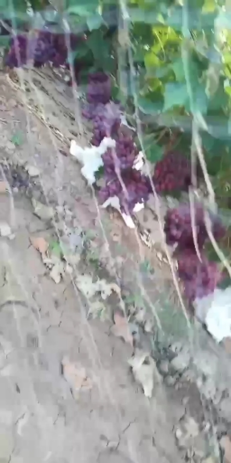 陕西蒲城优质红提葡萄大量上市中，产地直销，欢迎订购