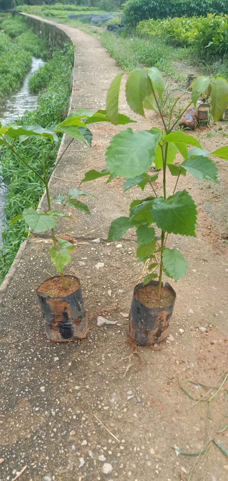 紫花风铃树木苗基地直销