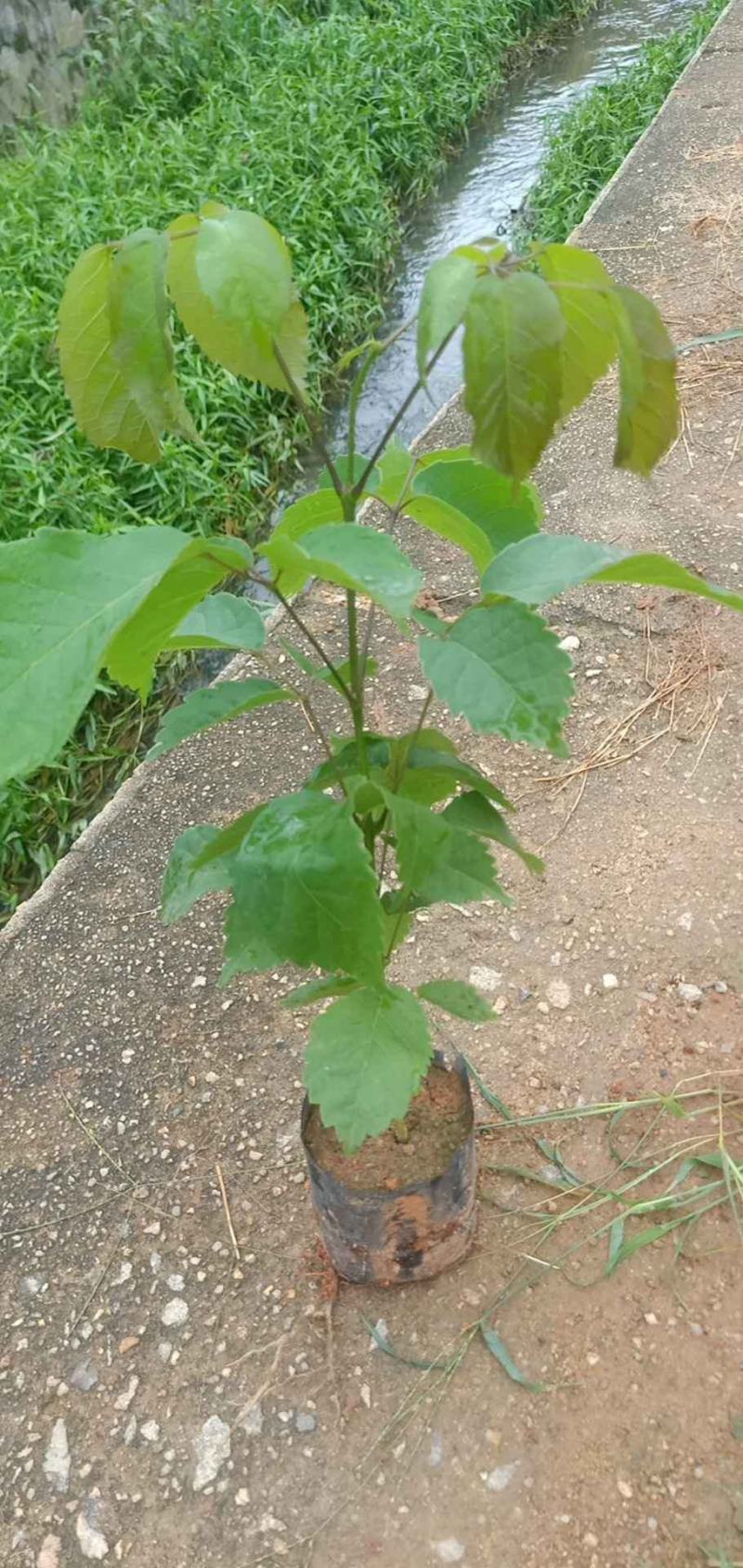 紫花风铃树木苗基地直销