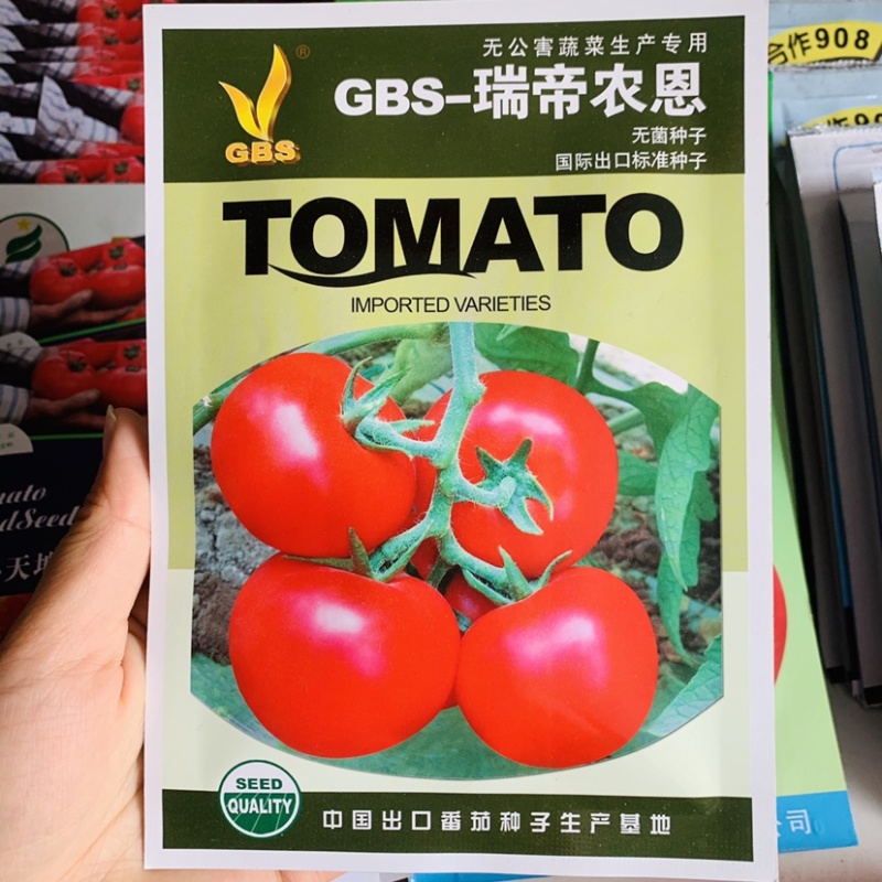 极早熟无绿肩鲜红番茄种子无限生长型大果西红柿抗病