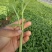 皇妃芹菜45cm以上