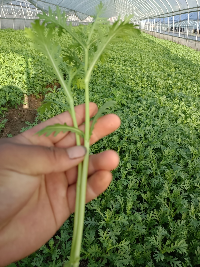 皇妃芹菜45cm以上