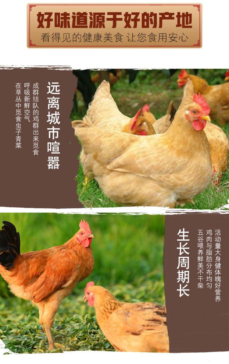 冷冻三黄鸡约740g/只顺丰快递可代发和批发。
