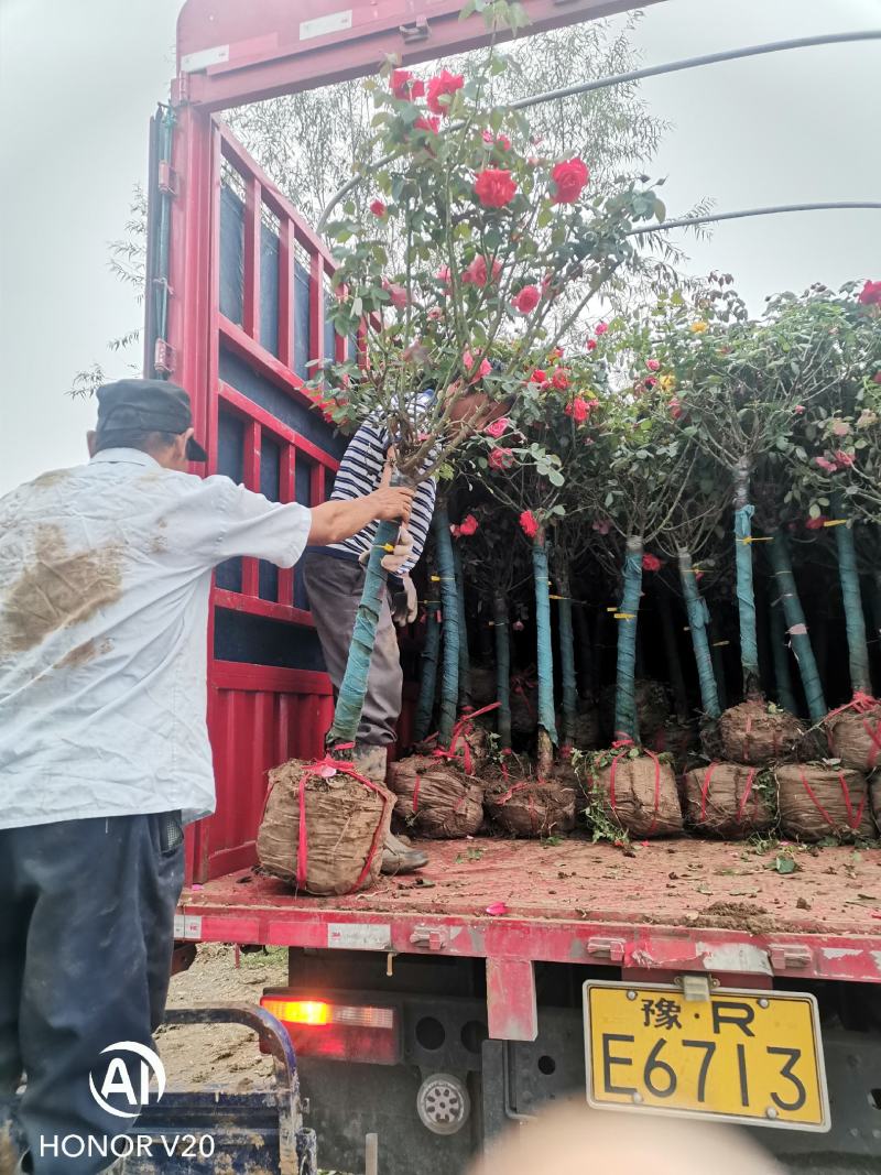 基地直供2至10公分树状月季，树桩月季，古桩月季，量大