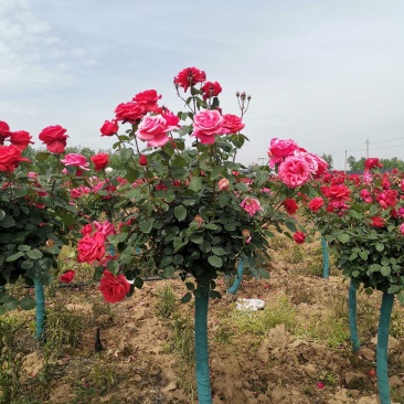 基地直供2至10公分树状月季，树桩月季，古桩月季，量大