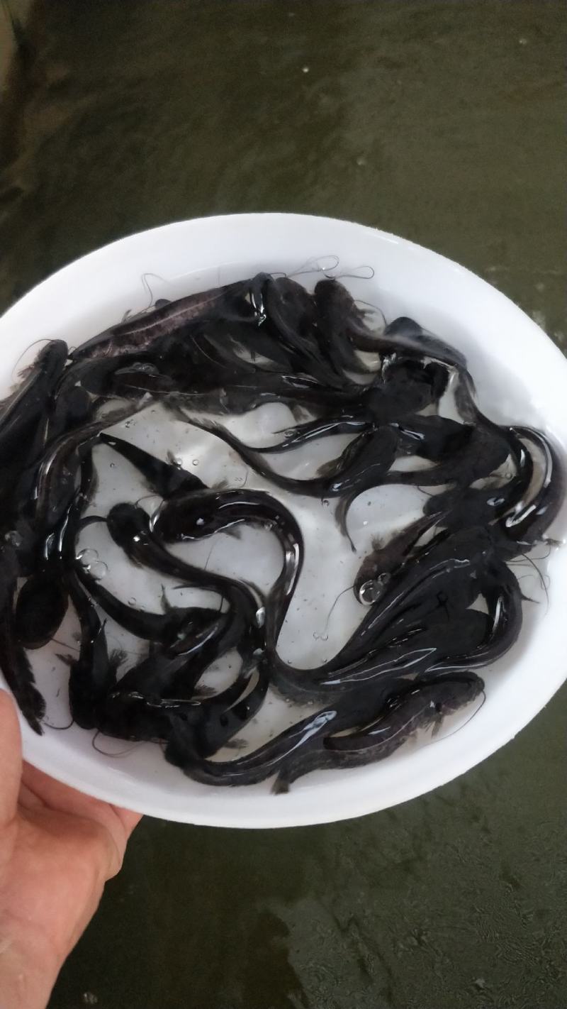 南方大口鲶鱼苗大量出售，一手货源，产地直供，欢迎来电订购