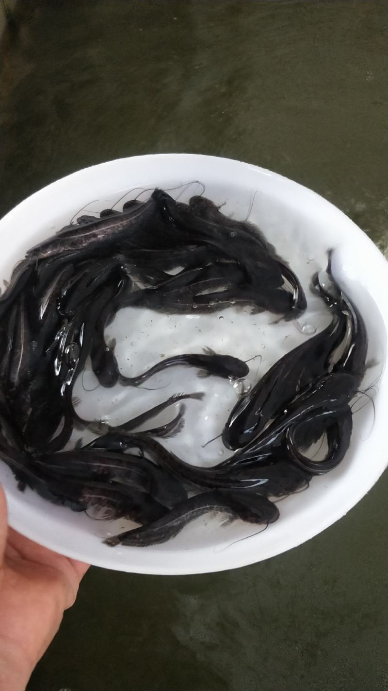 南方大口鲶鱼苗大量出售，一手货源，产地直供，欢迎来电订购