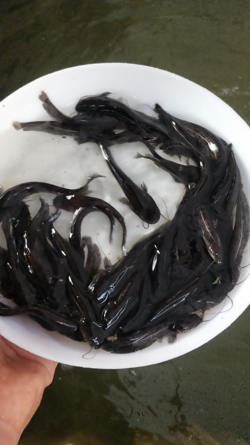 南方大口鲶鱼苗大量出售，一手货源，产地直供，欢迎来电订购