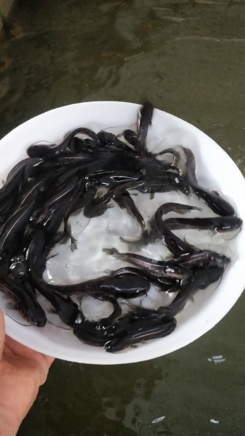 南方大口鲶鱼苗大量出售，一手货源，产地直供，欢迎来电订购