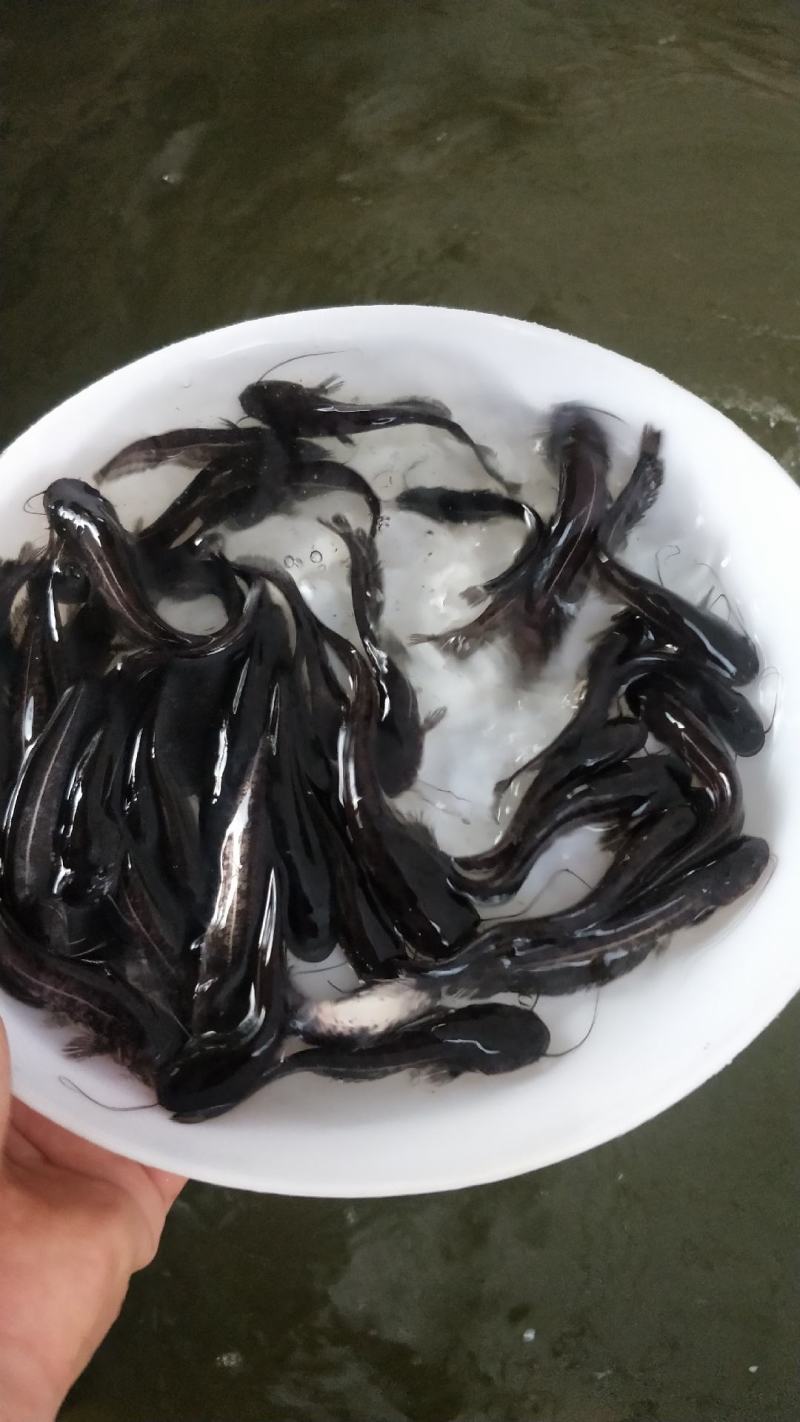 南方大口鲶鱼苗大量出售，一手货源，产地直供，欢迎来电订购
