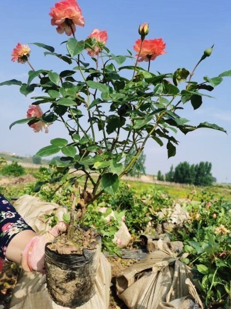 钰鑫月季常年供应丰花月季杯苗，品种多，花色全，货源充足