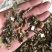 泽兰，正品无硫泽兰片新货质量保证，欢迎咨询选购！