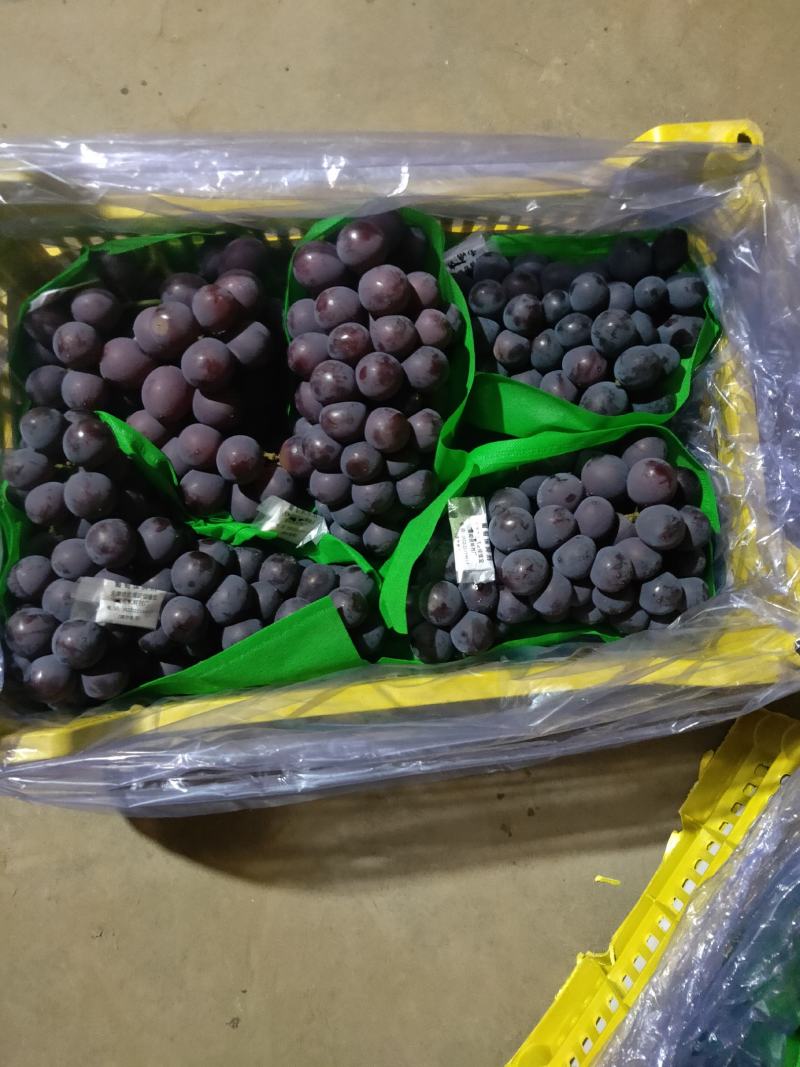 “辽宁北镇冷库巨峰葡萄原产精品大量上市粒大串好糖度高