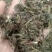 刘寄奴，正品野生刘寄奴片质量保证，欢迎咨询选购