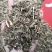 千里光，正品野生千里光片新货质量保证，欢迎咨询选购！
