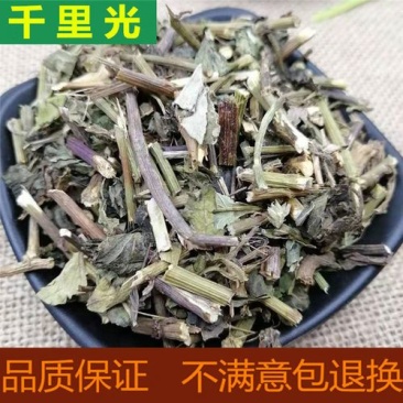千里光，正品野生千里光片新货质量保证，欢迎咨询选购！