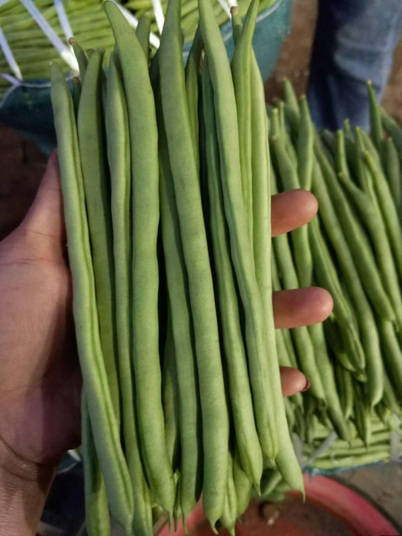 红花绿荚小金豆种子嫩荚无筋肉厚蔬菜基地专用菜豆架豆种子