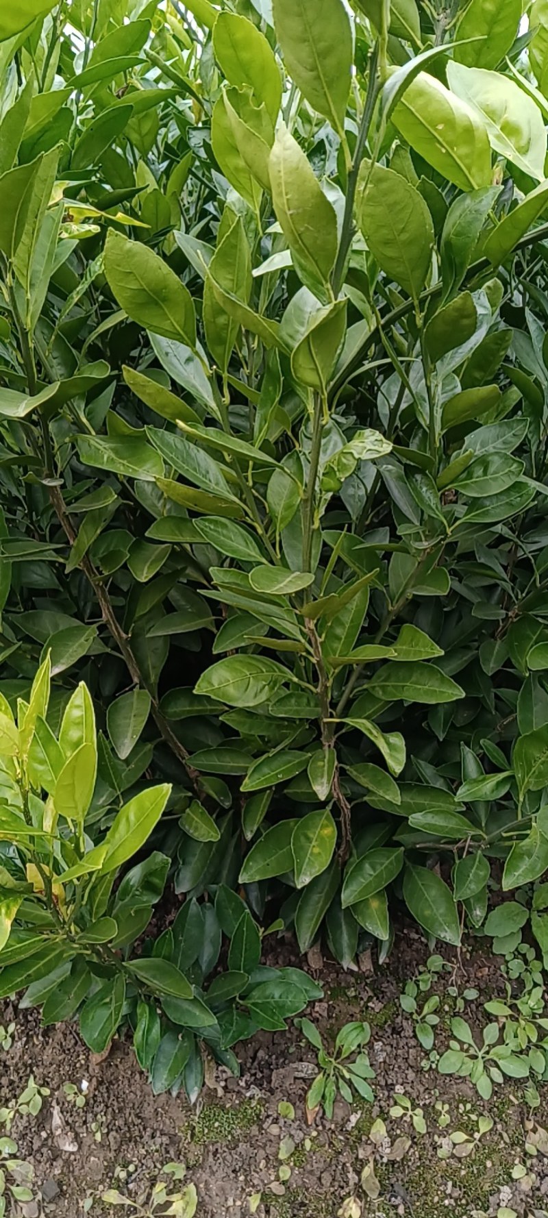 妞荷尔脐橙，赣南齐橙苗，保证质量，品种纯正