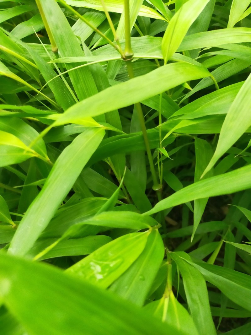 筇竹苗