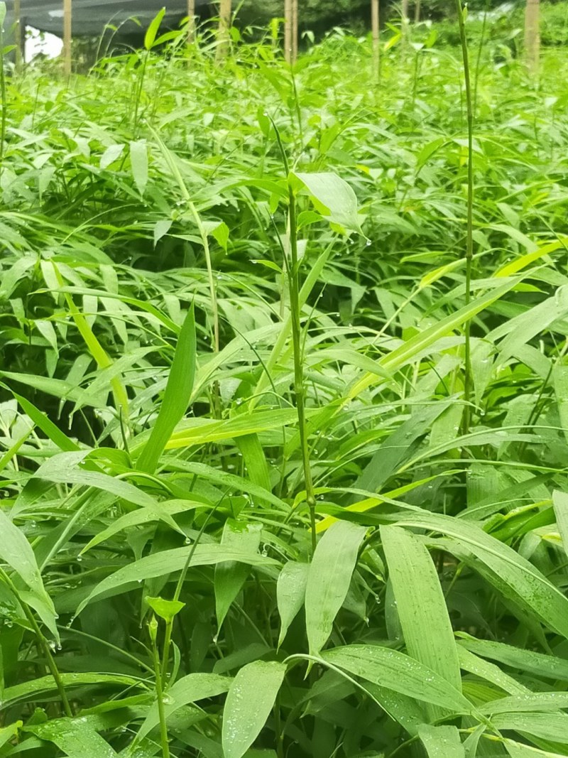 筇竹苗