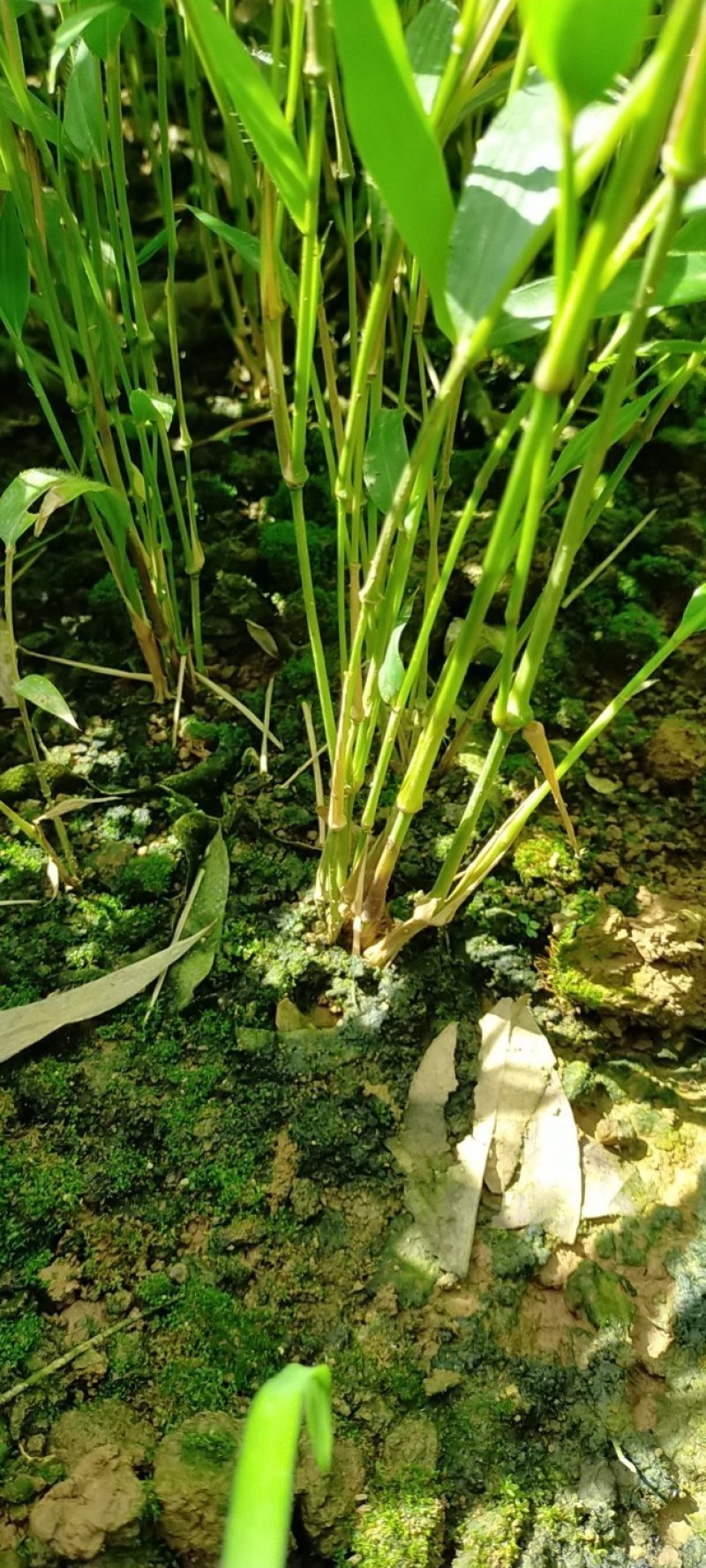 筇竹苗