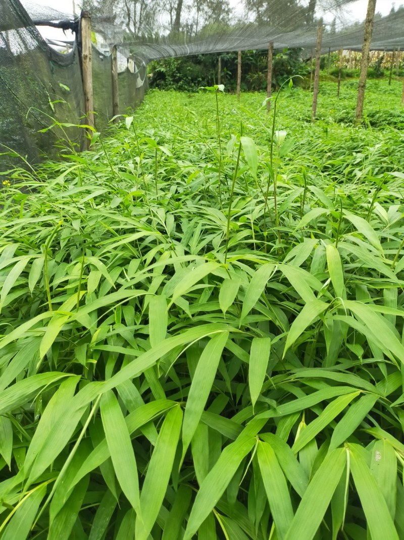 筇竹苗