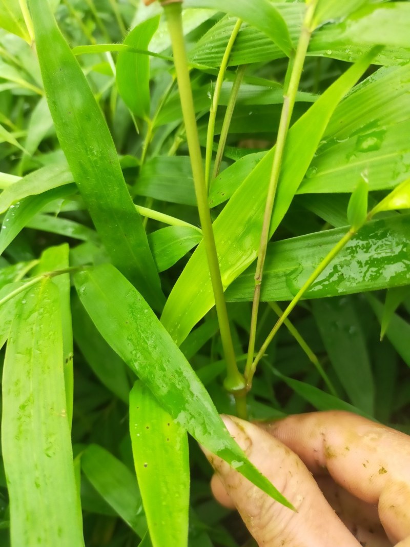 筇竹苗