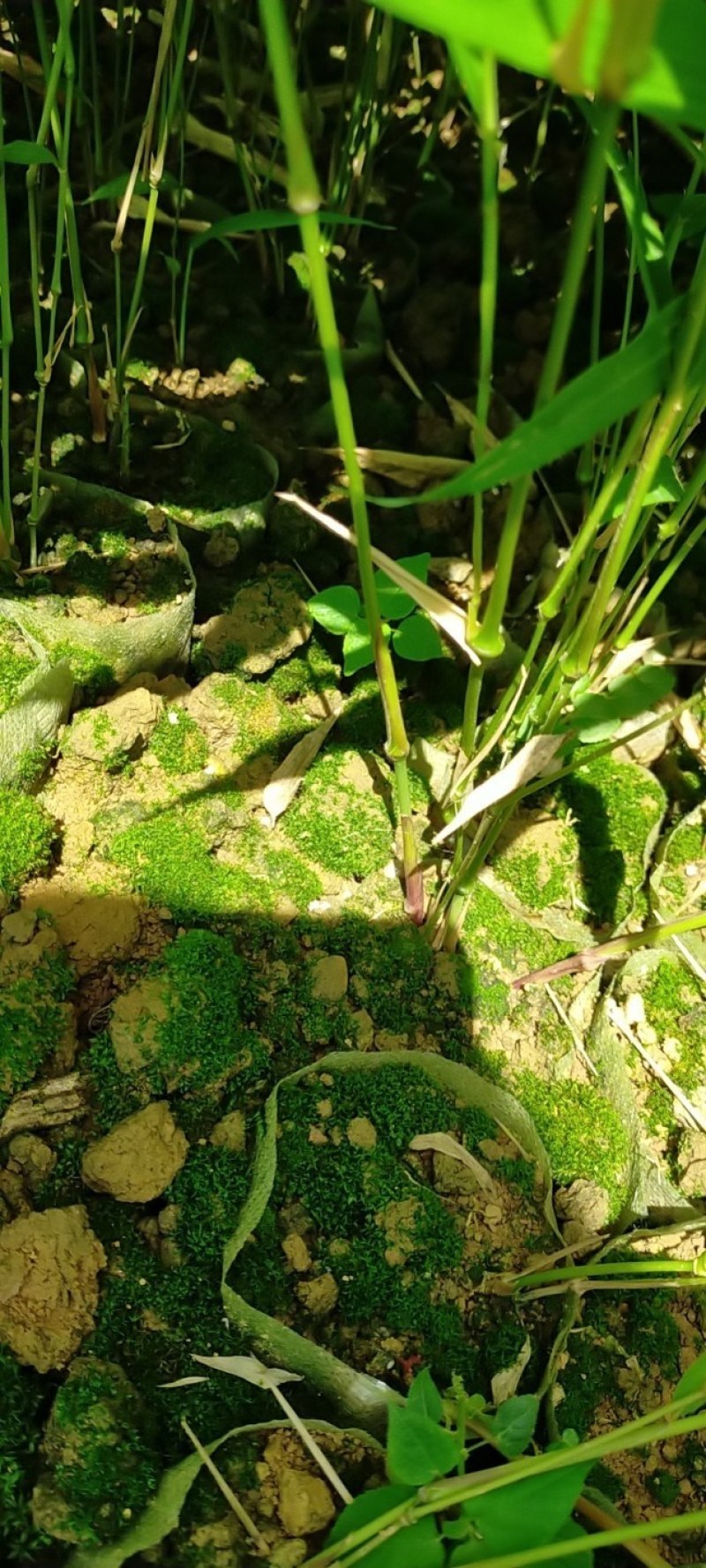 筇竹苗