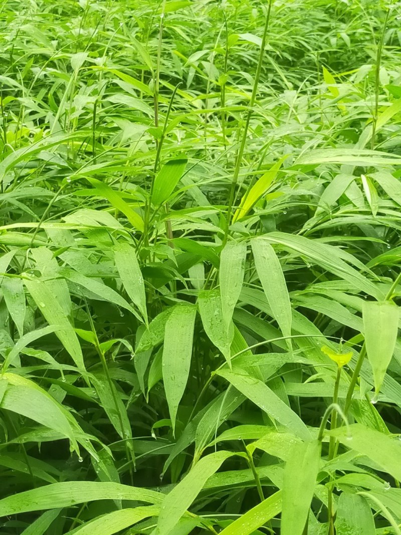 筇竹苗