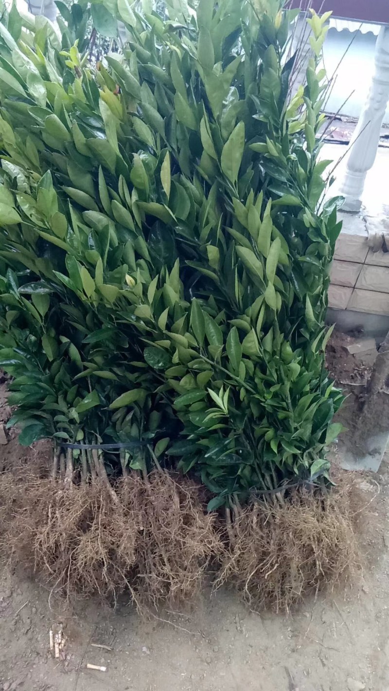 妞荷尔脐橙，赣南齐橙苗，保证质量，品种纯正