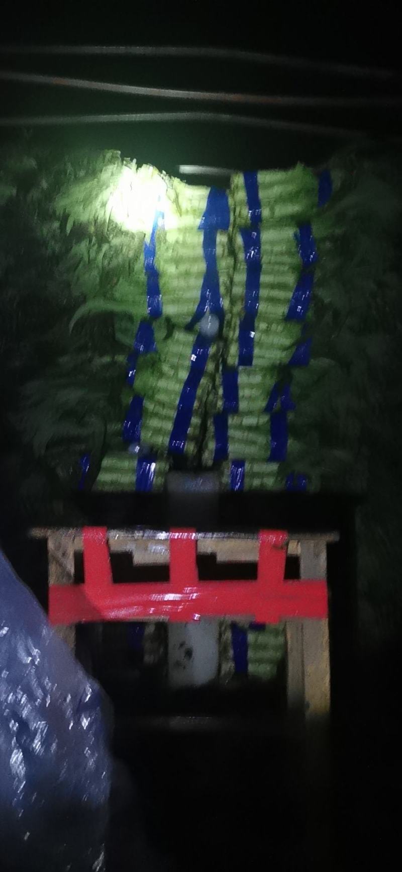 福建飞桥红叶莴苣大量上市