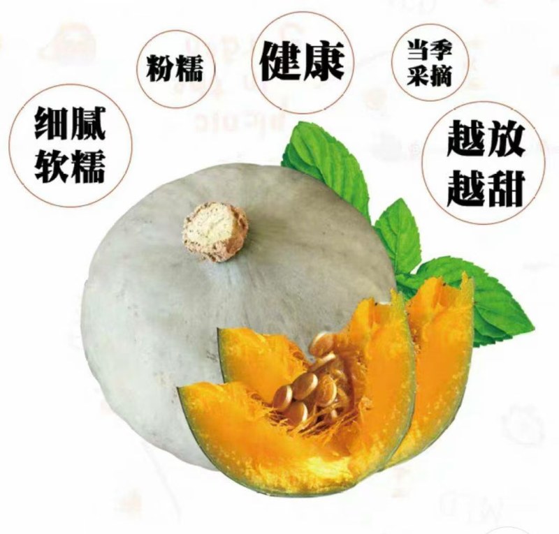 乌兰察布商都县南瓜
