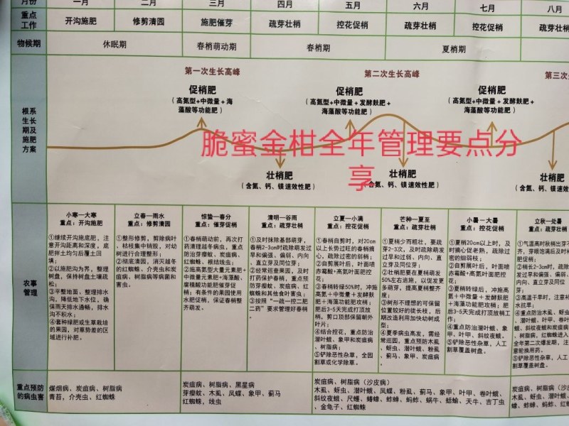 金桔苗脆蜜金桔树苗、脆蜜金柑苗基地直供包品种假一罚十