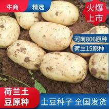 【优】黑龙江土豆种子，荷兰十五土豆种子，荷兰806种子