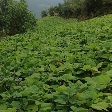 凉山州冕宁县里庄地似