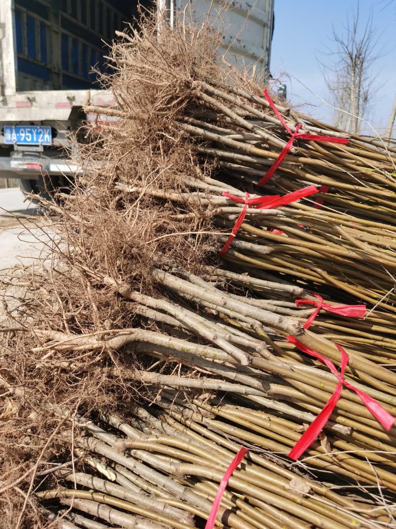 嫁接桃树苗批发1-3年苗大久保，蟠桃，水蜜桃，沙红，毛桃