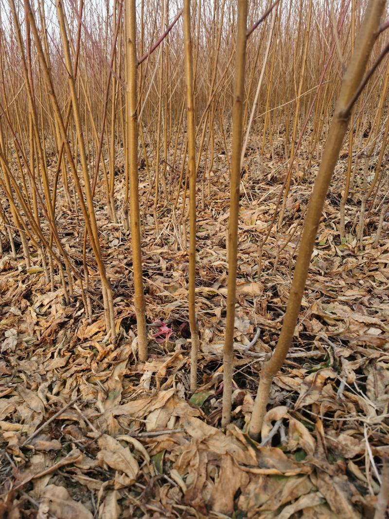 嫁接桃树苗批发1-3年苗大久保，蟠桃，水蜜桃，沙红，毛桃