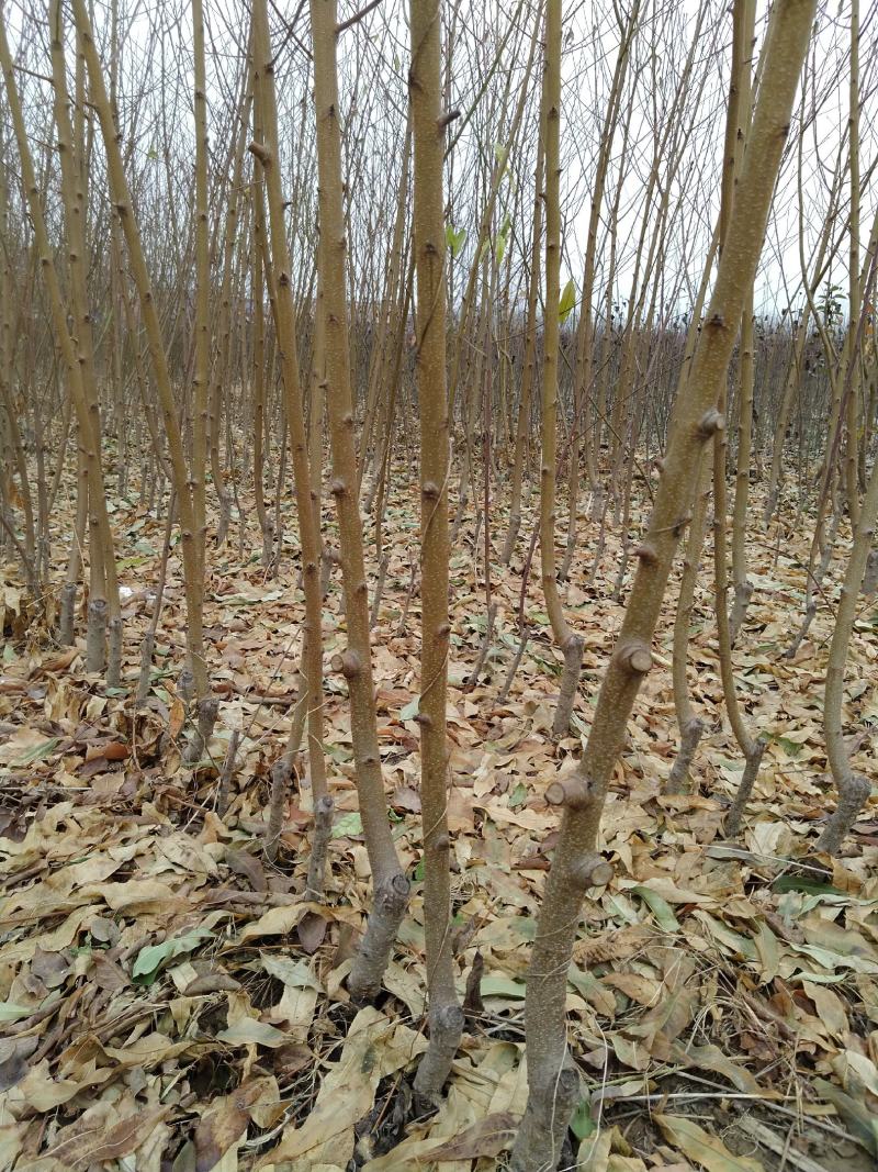 嫁接桃树苗批发1-3年苗大久保，蟠桃，水蜜桃，沙红，毛桃