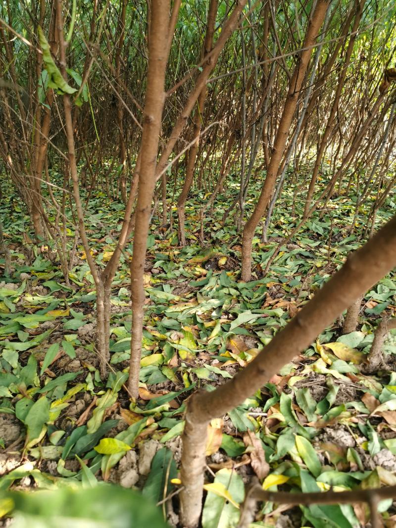 嫁接桃树苗批发1-3年苗大久保，蟠桃，水蜜桃，沙红，毛桃