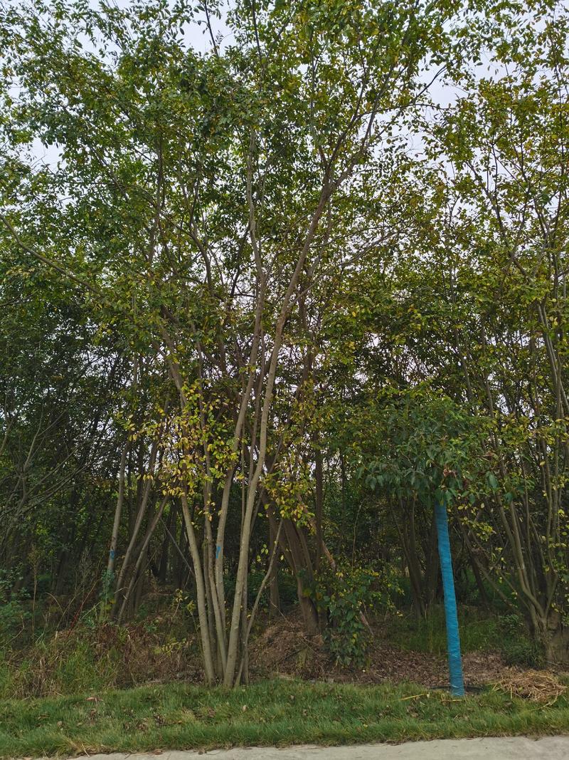 丛生朴树地径45公分以上冠幅7米左右高度7米左右