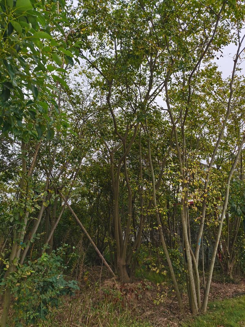 丛生朴树地径45公分以上冠幅7米左右高度7米左右